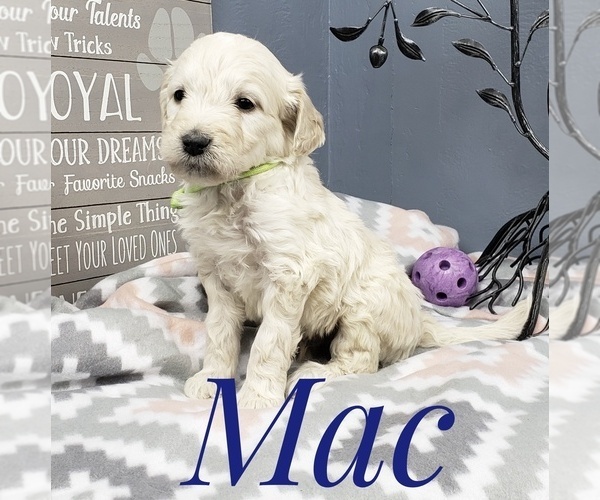 Medium Photo #40 Goldendoodle Puppy For Sale in CEDAR GAP, MO, USA