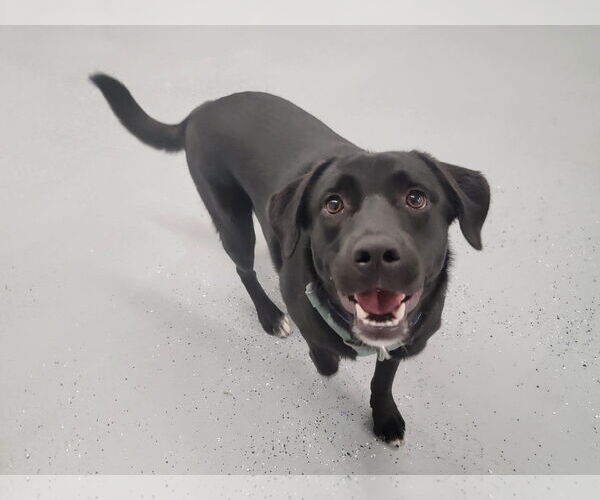 Medium Photo #2 Borador Puppy For Sale in Wakefield, RI, USA