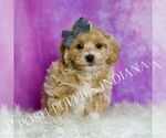 Small Photo #21 Maltipoo (Miniature) Puppy For Sale in WARSAW, IN, USA