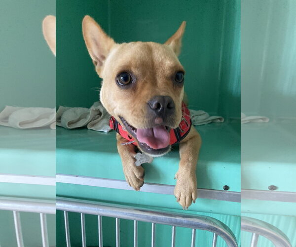 Medium Photo #4 French Bulldog-Unknown Mix Puppy For Sale in San Diego, CA, USA