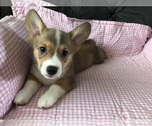 Pembroke Welsh Corgi Puppy for sale in RAMONA, OK, USA