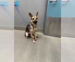 Small German Shepherd Dog Mix