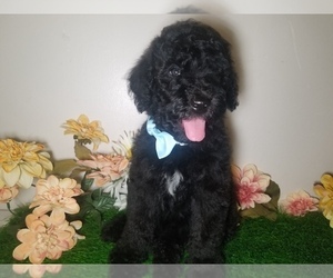 Poodle (Standard) Puppy for sale in SOUTHFIELD, MI, USA