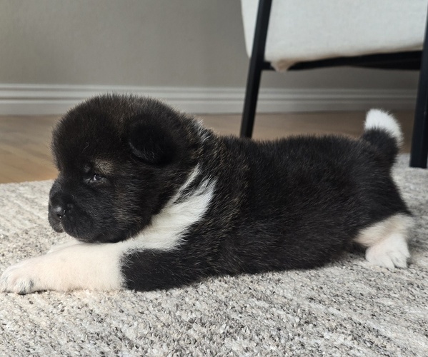 Medium Photo #14 Akita Puppy For Sale in STRAFFORD, MO, USA