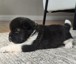 Small Photo #14 Akita Puppy For Sale in STRAFFORD, MO, USA