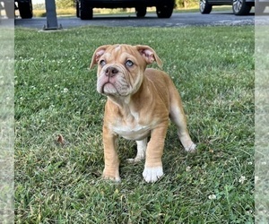 Olde English Bulldogge Puppy for Sale in FRANKLIN, Indiana USA