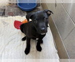 Small Photo #2 American Staffordshire Terrier-Unknown Mix Puppy For Sale in Raleigh, NC, USA