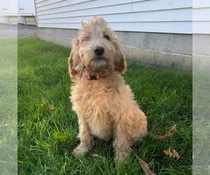 Goldendoodle-Poodle (Standard) Mix Puppy for sale in NARVON, PA, USA