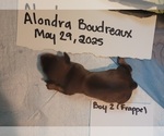Puppy Male 2 Frappe Dachshund