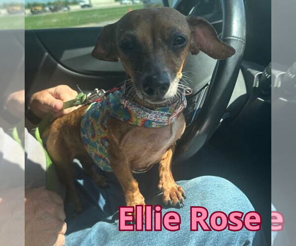 Medium Photo #17 Dachshund Puppy For Sale in San Antonio, TX, USA
