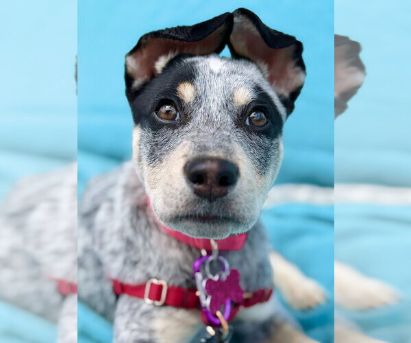 Medium Photo #4  Puppy For Sale in , 
