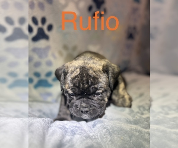Medium Photo #4 Olde English Bulldogge Puppy For Sale in VIOLA, AR, USA