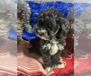 YorkiePoo Puppy for sale in DURHAM, CT, USA
