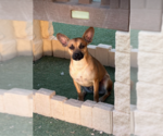 Small #1 Chihuahua Mix