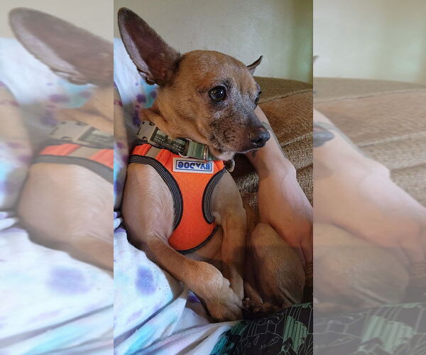 Medium Photo #1 Chihuahua-Unknown Mix Puppy For Sale in Candler, NC, USA