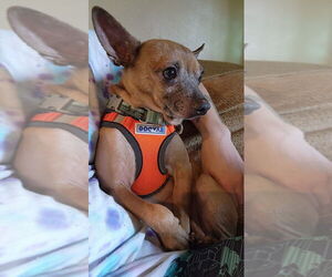 Chihuahua-Unknown Mix Dogs for adoption in Candler, NC, USA