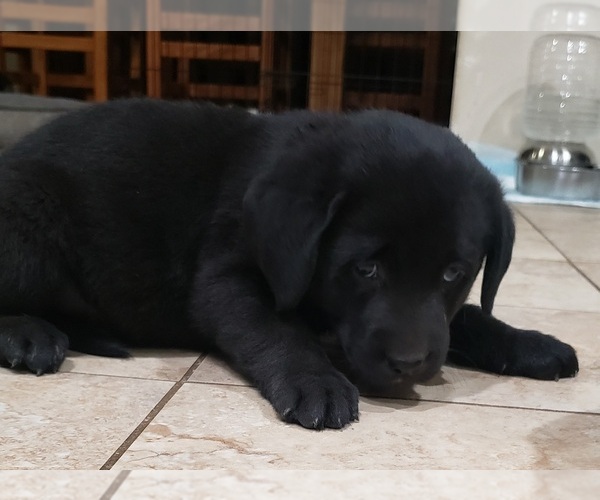 Medium Photo #32 Labrador Retriever Puppy For Sale in OLYMPIA, WA, USA
