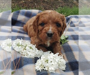 Cavalier King Charles Spaniel-Poodle (Toy) Mix Puppy for sale in CLARE, IL, USA