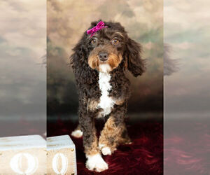 Medium Poodle (Toy)