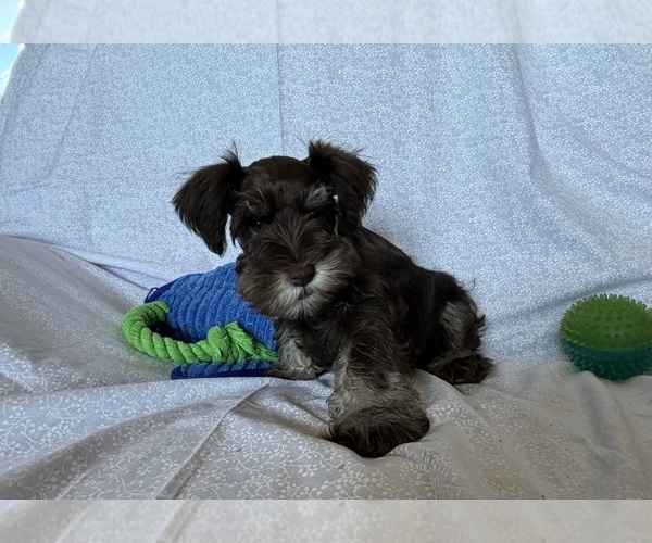 Medium Photo #8 Schnauzer (Miniature) Puppy For Sale in KNOX CITY, MO, USA