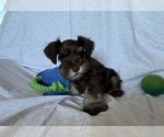 Small #7 Schnauzer (Miniature)