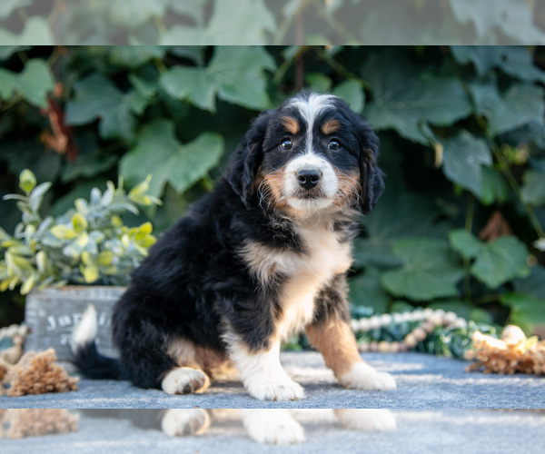 Medium Photo #3 Bernedoodle (Miniature) Puppy For Sale in APPLE CREEK, OH, USA