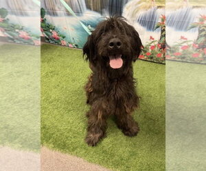 Labradoodle Dogs for adoption in Euless, TX, USA