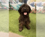 Small Labradoodle