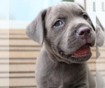 Small Photo #4 Cane Corso Puppy For Sale in BETHLEHEM, PA, USA