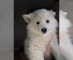 Small Photo #6 American Eskimo Dog Puppy For Sale in OREGON CITY, OR, USA