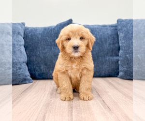 Medium Goldendoodle (Miniature)