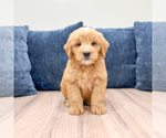 Puppy Lennon Goldendoodle (Miniature)