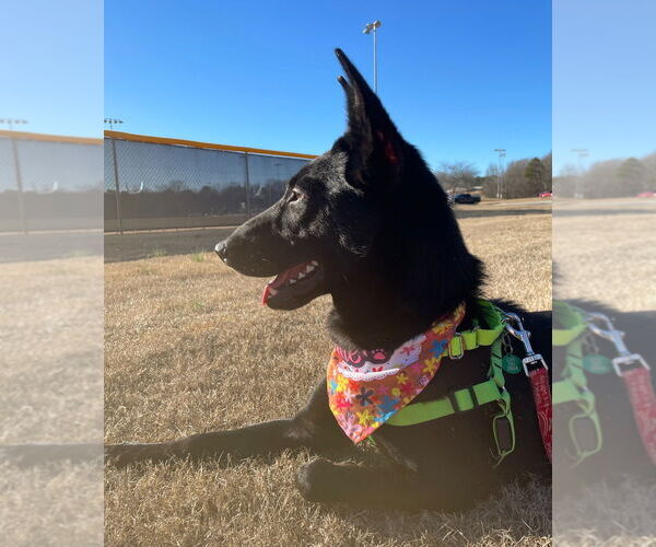 Medium Photo #2 Holland Shepherd-Unknown Mix Puppy For Sale in Imlay City, MI, USA