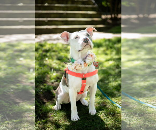 Medium Photo #1 American Pit Bull Terrier Puppy For Sale in Alexandria, VA, USA
