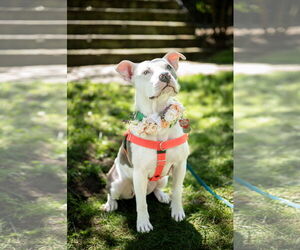 American Pit Bull Terrier Dogs for adoption in Alexandria, VA, USA