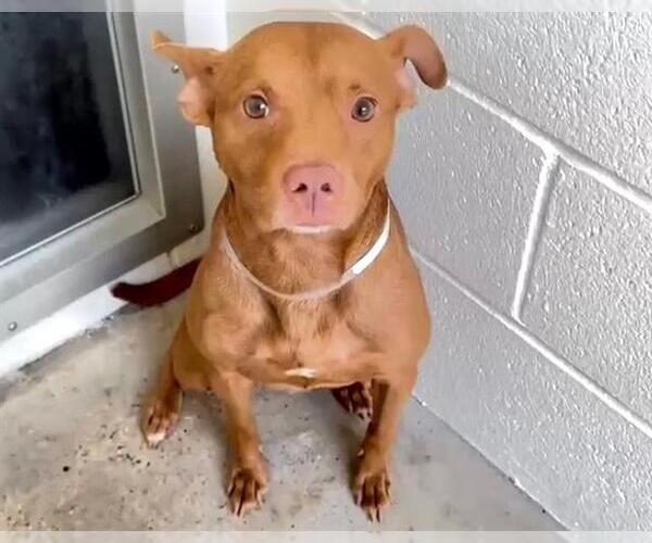 Medium Photo #2 American Pit Bull Terrier Puppy For Sale in Houston, TX, USA