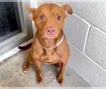 Small #1 American Pit Bull Terrier