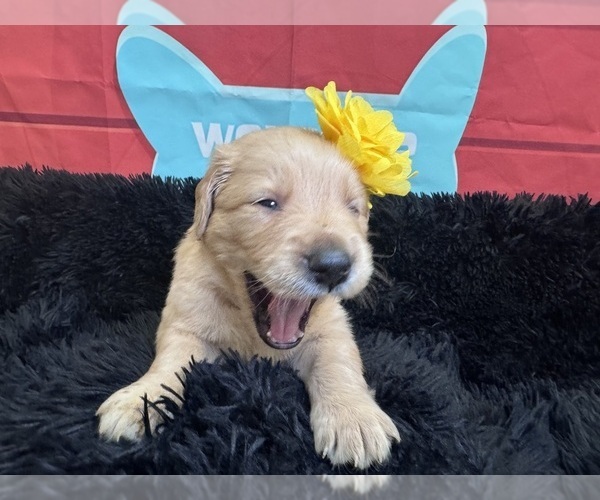 Medium Photo #6 Golden Retriever Puppy For Sale in ORLANDO, FL, USA