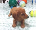Small #2 Chiweenie