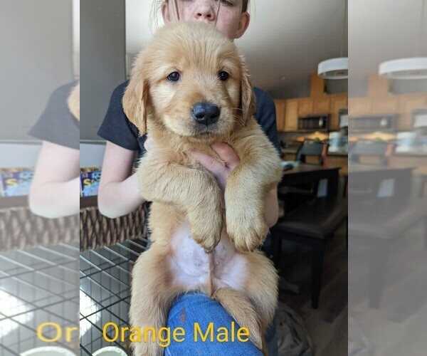 Medium Photo #1 Golden Retriever Puppy For Sale in LA PINE, OR, USA