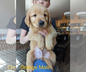 Golden Retriever Puppy for sale in LA PINE, OR, USA