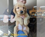Small Photo #1 Golden Retriever Puppy For Sale in LA PINE, OR, USA
