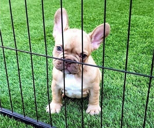 Medium Photo #10 French Bulldog Puppy For Sale in LAS VEGAS, NV, USA