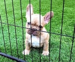 Small #9 French Bulldog