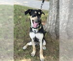 Small #7 German Shepherd Dog Mix