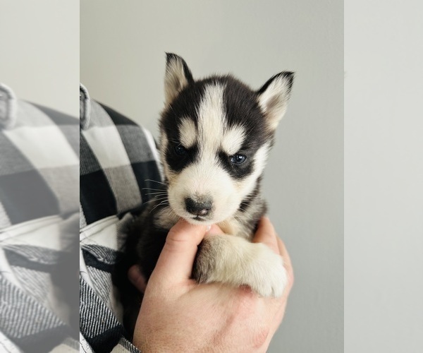 Medium Photo #5 Siberian Husky Puppy For Sale in BERNHARDS BAY, NY, USA