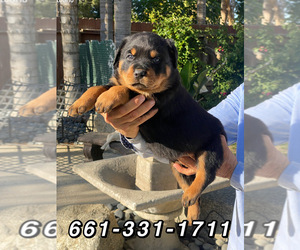 Rottweiler Dog for Adoption in BAKERSFIELD, California USA