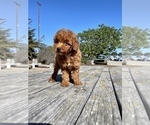Small Photo #28 Poodle (Toy) Puppy For Sale in HAYWARD, CA, USA