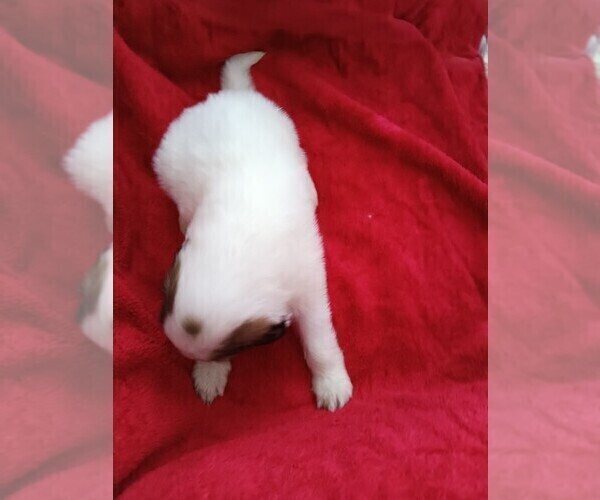 Medium Photo #4 Great Pyrenees Puppy For Sale in BANCROFT, WI, USA