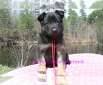 Small #2 German Shepherd Dog
